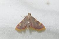 Hypsopygia costalis