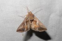 Macdunnoughia confusa