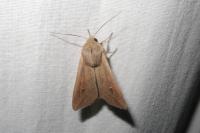 Mythimna unipuncta