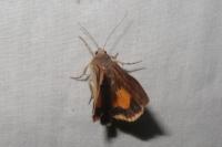 Noctua janthe