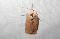 Noctua fimbriata