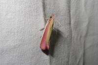 Oncocera semirubella