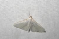 Palpita vitrealis