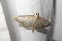 Patania ruralis