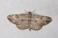 Peribatodes rhomboidaria