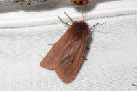 Phragmatobia fuliginosa