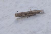 Agriphila geniculea
