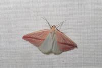 Rhodometra sacraria