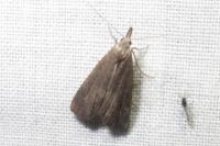 Schrankia costaestrigalis