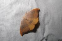 Watsonalla binaria