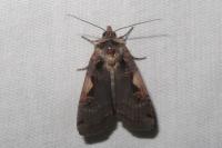 Xestia c-nigrum