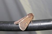 Xestia xanthographa