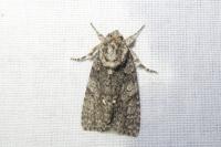 Acronicta rumicis
