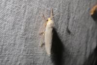Eilema caniola