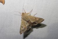 Helicoverpa armigera