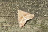 Hypena proboscidalis