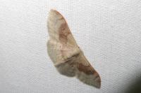 Idaea degeneraria