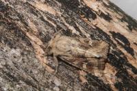 Luperina dumerilii