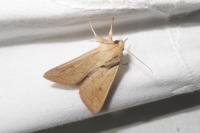 Mythimna vitellina