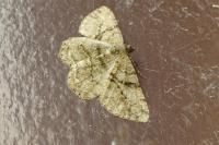 Peribatodes rhomboidaria