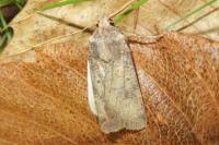 Agrotis trux