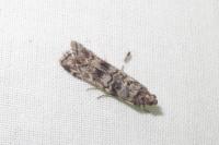Dioryctria