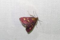 Pyrausta purpuralis