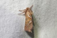 Triodia sylvina
