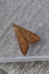 Antigastra catalaunalis
