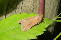 Mythimna albipuncta