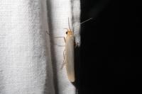 Eilema caniola