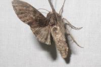 Mniotype solieri