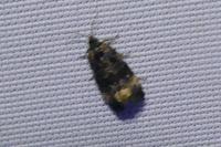 Endothenia