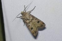 Agrotis segetum