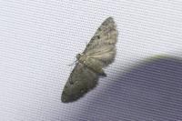 Eupithecia virgaureata