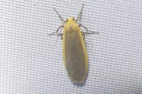 Katha depressa