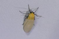 Lithosia quadra