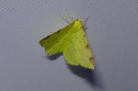 Opisthograptis luteolata