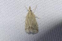 Eudonia pallida