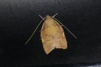 Carcina quercana
