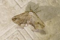 Menophra abruptaria