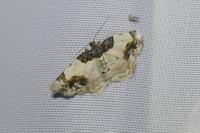 Ligdia adustata