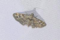Gymnoscelis rufifasciata