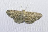 Peribatodes rhomboidaria