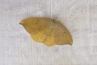 Watsonalla binaria