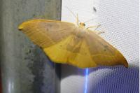 Watsonalla binaria/uncinula