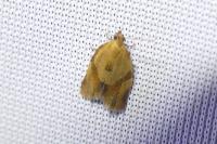 Clepsis consimilana