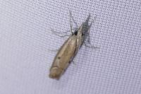 Agriphila geniculea