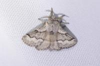 Trichiura crataegi