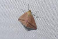 Rhodometra sacraria